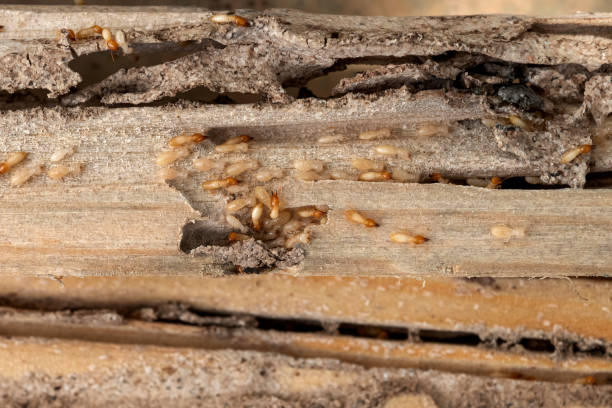 Best Pest Control for Businesses  in Cave City, KY